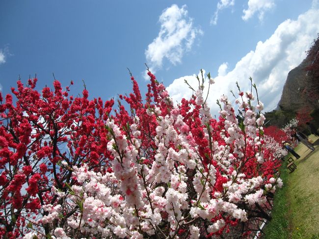 天気も良くて最高のお花見日和でした(*^^*)