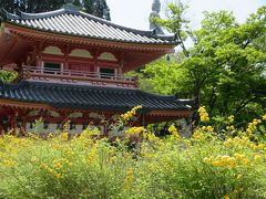 家族で行く春の壷阪寺☆ヤマブキのお花で有名なお寺です(*^_^*)