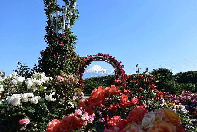富士山が綺麗に見えたので中央公園に行き、富士山と薔薇を撮って来ました。