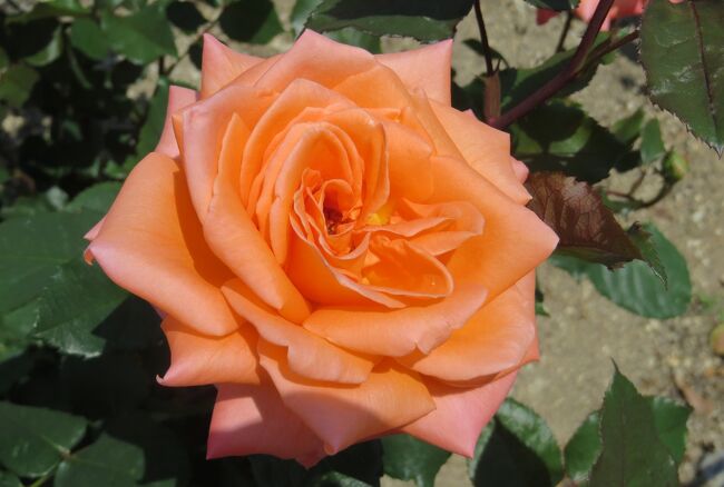 見頃を迎え始めた、鶴舞公園の薔薇の紹介です。近年、整備がされ、新しい品種にもお目にかかりました。(ウィキぺディア、鶴舞公園公式サイト)