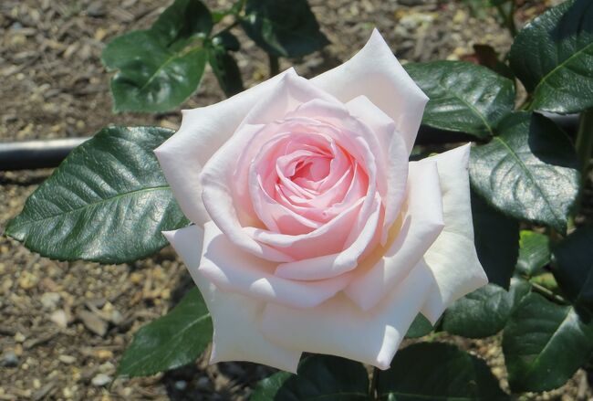 名札が整備され、新しい苗も花付がよくなってきた鶴舞公園の薔薇の紹介です。(ウィキぺディア、鶴舞公園公式サイト)