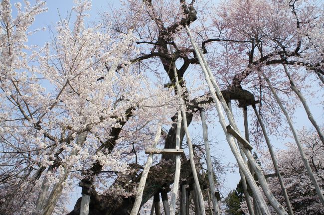 置賜さくら回廊は、東京でも、ＪＲが盛んに宣伝していて、弘前や角館とは違う雰囲気がありそうだなと気になっていました。<br />今回初めて訪ねたのですが、赤湯温泉から白鷹町荒砥までをつなぐフラワー長井線沿いの約43Kmの桜の観光ルートには、「烏帽子山千本桜」「伊佐沢の久保桜」「草岡の大明神桜」「薬師桜」などの樹齢1200年、800年といった古木がいくつもあって、確かに見応えがあります。<br />今回、私は山交バスのさくら回廊号で回りましたが、調べるとコース以外にもけっこう桜はあって、20か所ほども点在しているようですね。雪の多い地区で、桜が育つ環境としては決してよくないのではないかと思いますが、大切に守ってこられた地元の方に改めて敬意を表したいと思います。<br />