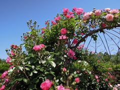 2014.5.17 ② 都立 神代植物公園　春のバラフェスタ