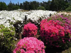 2014.4.27 ①　都立神代植物園　つつじと藤の花が満開