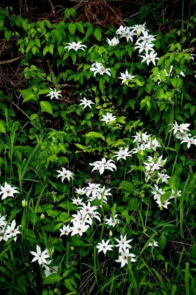 ☆福島県の季節の移り変わりを山野草や風景を中心に紹介している「福島・四季・彩々」<br />このシリーズも回を重ねもうPart,32です。<br />東日本大震災&福島第一原発事故から3年。<br />当地では地震被害の復旧はほぼ終わりましたが、<br />残念ながら福島県=放射能のイメージはまだまだ払拭できそうにありません。<br />風評云々は語りたくありませんが<br />せめて以前と変わらぬ美しい福島の自然をご覧いたければと思います。<br /><br />※写真&記事は日々連載中です。
