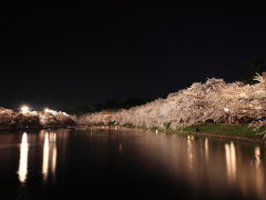 2014 GW　桜を追いかけて東北へ　3