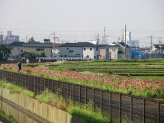 早朝ウォーキングで今年も葛西用水沿いのポピーを楽しむ