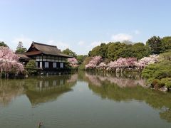 1年分の桜