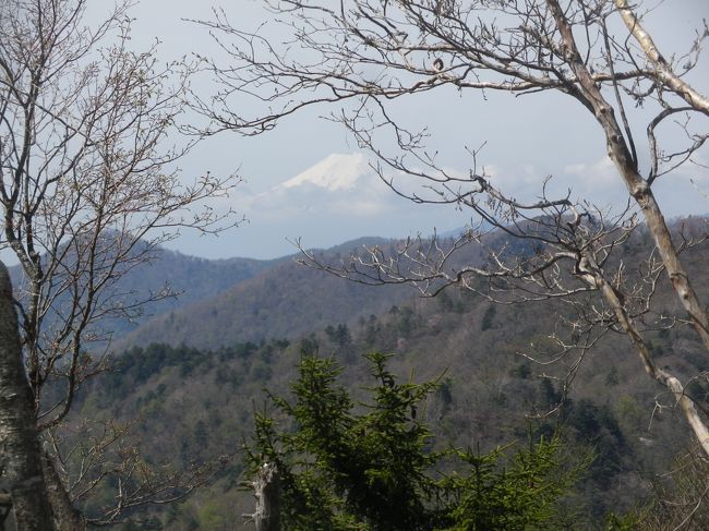 三峯神社から入山して霧藻ヶ峰・白岩山を歩いて雲取山（2017.1ｍ）へ、山小屋の雲取山荘に宿泊して、早朝4：35に出発して、前日歩いた道を1時間程戻り、分岐点である芋ノ木ドッケへ、ここから今回の目的である長沢背稜に入り長沢山、酉谷山、大栗山、三ツドッケ（天目山）を経て一杯水避難小屋へ、小屋で時間調整をしてヨコスズ尾根を歩き東日原バス停に着いて登山終了しました。<br /><br />昨日同様、天候に恵まれ快適に歩くことが出来ました、途中の酉谷山附近までは富士山を見ながら歩くことが出来、歩いている途中に小鳥のさえずりを何回も聞きながら歩きました、三ツドッケ附近からはミツバツツジを多く見ながら歩けました。<br /><br />予定歩行9時間10分位でしたの朝食は弁当にして出発、予定より早く歩けたので最終の東日原発のバスは1本前に乗ることが出来、青梅線奥多摩駅にも早く到着、駅近くの食堂でラーメンを食べてゆっくり出来ました。