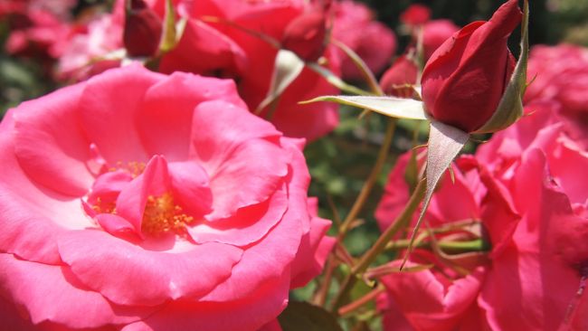 お花の綺麗な季節ですね〜(o^-^o) <br />ちょっと遠出だけど、日帰り出来るハウステンボスにバラを見に行ってきました。<br />