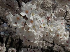 2014.4.6  日本の春は桜から
