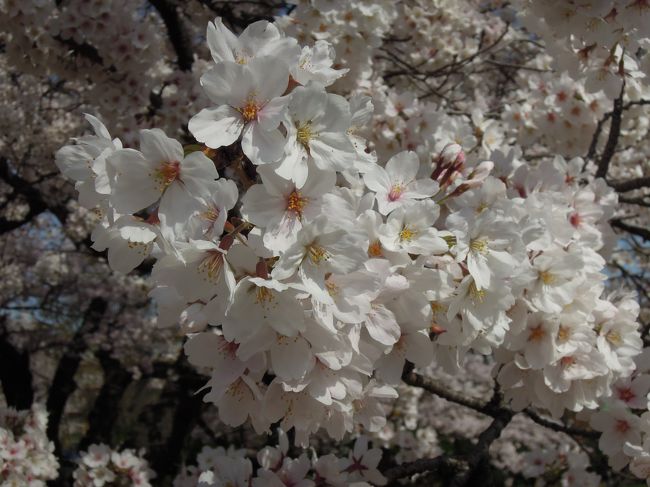 2014.4月<br /><br />やっと桜の花が美しい季節になった<br />一年でほんの１，２週間の間に楽しむことが出来る桜<br />桜の花は春を待ち、開花を待ち<br />やっと咲いたかと思うと、散っていく<br />はかないからこそ・・・楽しめる時間が短いからこそ・・・<br /><br />日本人には欠かせない春をつげる花が・・・桜<br />桜を歌った歌は沢山あるが<br />この時期は、どうしても「桜坂」を口ずさむ