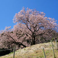 佐賀の桜の名所をめぐる旅　春うららかな桜日和