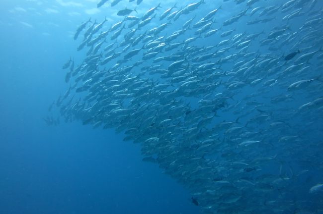 2014/4/26-5/3の8日間、世界遺産の海パラオで潜ってきました！<br />圧倒的な魚影の濃さと大物のオンパレードに大興奮。。。<br /><br />日程<br />4/26　関空→グアム→パラオ(ユナイテッド航空)<br />4/27　ダイビング<br />4/28　ダイビング<br />4/29　ダイビング<br />4/30　ダイビング<br />5/1 　ダイビング<br />5/2 　スペシャルロックアイランドツアー<br />5/3 　パラオ→グアム(半日滞在)→関空<br /><br />第一弾は4/26-4/28<br /><br />http://www.hopislander.com/