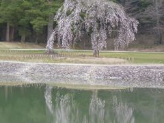 レンタカーで桜咲く平泉へ
