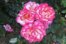 2014春、庄内緑地公園の薔薇(2/10)：ブルー・ムーン、ジャック・カルティエ、聖火