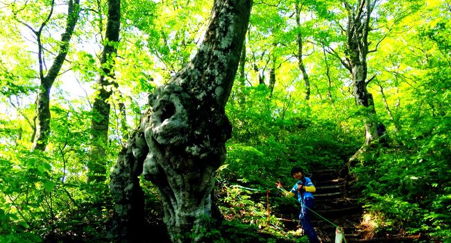 大野盆地の南東に位置するこの山は、「大野富士」とも呼ばれ、福井県内では唯一の日本百名山に選ばれた名峰です。滋賀から前日夜に出発し、登り始めたのは６時半。コースタイムは、登り３時間１０分、下り２時間２０分、全５時間３０分と案内図には記載されてます。降りてきたのは夕方１７時。１０時間３０分もかかってしまった。なんだ、この山は......