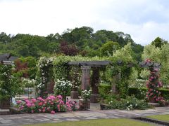 2014バラが満開の花フェスタ記念公園へ