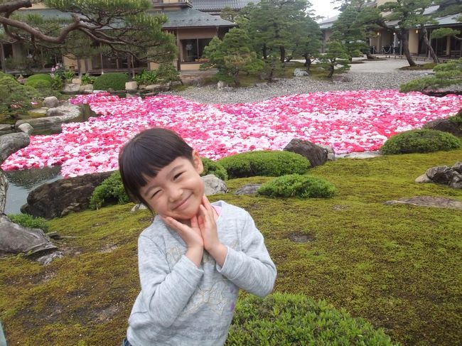 ボタンの花がつく言葉と言えば、「立てばシャクヤク、座ればボタン・・・」「唐獅子牡丹」などがありますが、牡丹の花をまじまじと見る機会がありませんでした。水木しげるロードを旅行した帰りに、島根の中海の大根島で「牡丹園遊会」の文字が目にとまり、ついでに見てみようと寄ってみました。<br />まずはCMで有名になったベタブミ坂を車で上って大興奮。そして牡丹園「由志園」へ。日本一の牡丹産地「三万輪の牡丹」の名にふさわしく驚くほどの美しさです。まさに「座ればボタン」に相応しい美しさ。特に庭園の池に浮かべたボタンの花は、一度は見て欲しい光景です。この光景を見てのお弁当やお茶は格別です。なお、高麗人参の栽培でも有名なので、身体にいい人参エキスも飲めます。<br />結論・・・こんな光景見たことない!