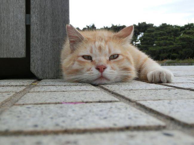 葉山の旅、二日目です。<br /><br />ほとんど無計画でなんとなく<br />三崎のマグロ・・と行ってみたけれど<br />ディープな日本に考えさせられたり<br />猫に接待されたり、思わぬ旅の最終日に。