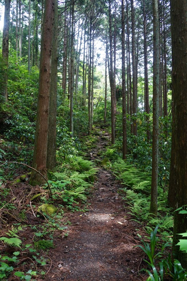 何も予定のなかった今年のゴールデンウィーク。<br />ひょんなことから始めてしまった東海道ウォーク。<br />4日間でとりあえず小田原まできたものの、ゴールの京都三条大橋までは、まだ400キロ以上もあります。<br />今月中に何とか箱根まで　そう思っていたものの、なかなか予定が立たず、25日朝の目覚めと同時に思い立って5回目の東海道ウォークに出かけてきました。<br /><br />この日の行程は小田原から歩きはじめて元箱根までの15キロ。<br />上りの山道でその先の三島まで駅がないので短めに設定しました。<br />『箱根の山は天下の険』と歌われたように、かつては東海道一の難所といわれた場所であり、多くの旅人たちを苦しめていた箱根旧街道。<br /><br />苔むした石畳の坂道は思いのほか歩きにくくて、しかもツルツル滑る。<br />山歩きのスタイルでトレッキングシューズを履いていても、結構難儀しまし<br />た。<br /><br />でも、人のいない緑豊かな箱根旧街道。<br />森林浴をしながら気持ちよく歩くことができました。<br />