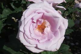 2014春、庄内緑地公園の薔薇(6/10)：ブライダル・ホワイト、宴、ブルー・ムーン