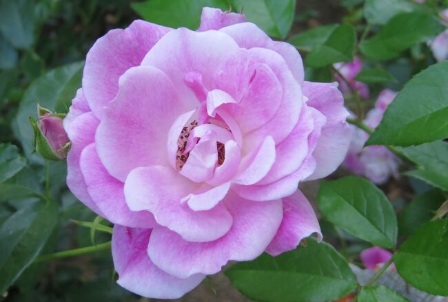 名古屋市内のバラの名所の一つ、庄内緑地公園のバラの紹介です。(ウィキペディア、庄内公園公式サイト)