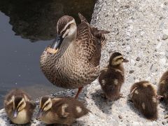 近所を歩く～品川の運河・鴨の子育て～満開の花たち～そして・・・