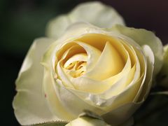 今年も恒例の春バラ詣のラストを飾る京成バラ園とレッサーパンダ詣（２） メイアン・コルデス・オースティン（イングリッシュローズ）～３大ナーセリーのバラを堪能できたバラの丘 