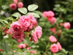 今年も恒例の春バラ詣のラストを飾る京成バラ園とレッサーパンダ詣（３）整形式庭園の回りを飾るオールドローズとモダンローズの競演