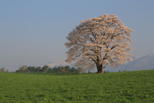 8日目<br /><br />『小岩井農場の1本桜』・『秋田・日本国花苑』・移動<br /><br />9日目　最終日<br /><br />『となみチューリップフェア』・『夢の平スキー場』・帰路