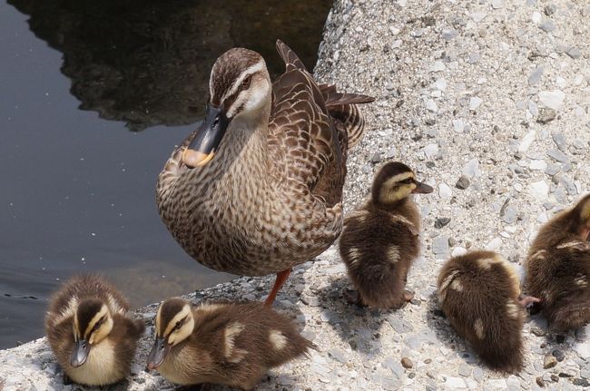 春になると、木も花も動物も一斉に活動開始。そこらじゅうに活気が出て、いつもの景色が明るく感じます。<br /><br />今年も　私の一番好きな季節がやってきました。<br /><br />きっと、この時季は日本中が輝いている☆<br /><br />そんな季節は、外に出て綺麗な物　見つけなきゃ！<br /><br />最近、夫からお下がりで貰った一眼レフカメラを持って出発。<br />カメラ操作の練習も兼ねて…次の旅行までに　なんとか綺麗な写真が撮れるようになりたい・・・<br /><br />そんな私に、しばらくお付き合いください。