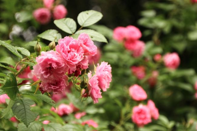 春バラ・秋バラ詣を通算して京成バラ園は12回目の今回は、真ん中の整形式花壇は回らず、その周辺ばかり回ってしまいました。<br />バラの丘はその１つですが、その次にオールドローズがたくさんのバラの谷を丁寧に回りました。<br />京成バラ園ならではのオールドローズのラインナップは、四季咲きでなく春のみしか咲かないタイプが多いので、これまでも春にはバラの谷を念入りに回ったつもりです。<br />ところがまだまだ回り切れていなかったことに気付かされました。<br />ただ、オールドローズは早咲きが多いので、もうピーク過ぎた花も多かったです。<br />また、バラの谷のオールドローズ・エリアは、まるで野生のバラそのもののように、雑然と生い茂っているところがありました。<br />生命力が旺盛で、伸びすぎてしまうものもあるようです。<br />しかし、その無造作なかんじがオールドローズらしくて、かえっていいかも、と思いました。<br /><br />整形式庭園は京成バラ園のシンボル的な花壇ですが、そこはすでに完成されているので、最近の新品種や新コーナーが入る余地は少なく、その周辺のエリアに設けられているようです。<br />なので、整形式庭園の周りは、むしろそういった新品種に出会うには良い穴場だと思いました。<br /><br />最近の新品種の代表選手としては、メイアン社が2012年に作出した「ベルサイユのバラ」という名のバラと、今年選出されたベルバラのキャラクターたちの名のバラでしょう。<br />ところが、これらはどちらかというと開花が早いのか、５月下旬では少し遅かったです。<br />特に、白いけがれなきオスカルのローズは、もろに花が終わっていました。<br />国際バラとガーデニングショウでもオスカル・ローズはすでにピークを過ぎていてみられなかったので、残念です。<br /><br />ちなみに今回の京成バラ園のローズフェスティバルでは、バラシーズンの前半はフランスのメイアン社のバラが、後半はドイツのコルデス社のバラがクローズアップされていました。<br />駅やバラ園で無料配布していた京成バラ園のイベント情報誌に、メイアン社のバラがどこに植えられているか紹介されているページがありました。<br />あとでそれを眺めていたら、整形式庭園のバラを今回みんなスルーしてしまったのが、いまさらのように惜しくなりました。<br /><br />＜のべ12回目の京成バラ園と市川市動植物園とのはしごでは３回目の旅行記のシリーズ構成＞<br />□（１）朝のバラ園とバラ園のアーチを超広角と広角の２本のレンズでチャレンジ＆バラ以外の花<br />□（２）メイアン・コルデス・オースティン（イングリッシュローズ）〜３大ナーセリーのバラを堪能できたバラの丘<br />■（３）整形式庭園の回りを飾るオールドローズとモダンローズの競演<br />□（４）大野駅から自然観察園を通って市川市動植物園へ＆癒しの動物さまざま<br />□（５）Red Panda特集：大きくなったやんちゃな三つ子の子パンダも含めて10匹のレッサーパンダに再会@<br /><br />京成バラ園の公式サイト<br />http://www.keiseirose.co.jp/garden/index.html<br /><br />＜タイムメモ＞<br />05:00頃　家を出る<br />07:10　八千代緑が丘着<br />（06:57に到着するはずが西船橋で路線検索通りの乗換えに失敗）<br />07:40　京成バラ園に到着（徒歩）<br />07:40〜09:40　京成バラ園〜イングリッシュローズやオールドローズ<br />11:05〜11:30　ランチ休憩<br />11:30〜12:30　バラ園散策しながら出口に向かう<br />12:30　バラ園を出る<br />12:56　八千代緑が丘駅発（東葉高速鉄道）<br />（１本後の13:11発でも大野駅到着は同じだった）<br />13:00　北習志野駅着<br />13:09　北習志野駅発（新京成電鉄）<br />13:23　新鎌ヶ谷駅着<br />13:38　新鎌ヶ谷駅発（北総鉄道）<br />13:40　大野駅着<br />13:45〜14:20　自然観察園を通って動物園に向かう<br />14:20　市川市動植物園に入園<br />14:25〜14:55　レッサーパンダの三つ子の優花・梨花・明登<br />14:55〜15:00　レッサーパンダのナミ<br />15:00〜15:30　ヤマアラシからコツメカワウソまで<br />15:35〜16:05　レッサーパンダのライチ・ルル・ソラ・ハオ・フラン・イチ丸<br />16:10〜16:20　屋内の三つ子の子パンダ＆ナミ<br />16:25　市川市動植物園を出る<br />16:50頃 京成バスで市川大野駅に向かう<br />18:50頃　帰宅<br />