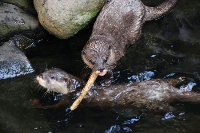 京成バラ園を半日で去ったのは名残惜しかったですが、やっぱり動物園はいいです@<br />癒され方が花と違って、動的です。思わず笑いがこみあがってくる癒され方です。<br /><br />ただ、市川市動植物園は、レッサーパンダがたくさんいることで終日時間がつぶれますが、そうでなかったら終日いるほどの規模ではないです。<br />なので、１日で花散策と午後から半々というのは、逆に全部回れなくなってしまいますが、私にとって外せないハイライトの動物たちぞろいになり、終日訪れたときよりも濃ゆい時間を過ごせた気がします@<br /><br />本日は、朝４時半に起床して、自宅最寄りの始発電車で出かけ、まずは京成バラ園を、朝７時40分から12時半まで休憩を含めて約５時間かけてまわりました。<br />千葉県八千代市にある京成バラ園から市川市動植物園まで、移動時間に２時間かかることを考えたらそんなに近いわけでもないのですが、埼玉の自宅から見ると、同じ方面の近場同士です。<br />それに、空調もきいて涼しく、空き空き電車の中で座って移動できたことで、散策に疲れた体を休めるのにちょうどよかったです。<br /><br />今回、市川市動植物園へは、市川大野駅からのバスの本数が少ないのと、渋滞で遅れることがあるので、2013年の年末に冬のレッサーパンダ・ファン・コミュのオフ会のときにjilllucaさんから教わった通り、大野駅から自然観察園を通って徒歩でアクセスすることにしました。<br />駅から徒歩というのは、バスなどやきもきと待たなくても良いので便利です。<br />それに、自然観察園は、散策するのにとても気持ちがよいです。<br />ただ問題は、気持ちが良すぎて、そして今の時期は途中の春バラ園がもっとも美しいときなので、足を止めて写真を撮りたくなってしまう誘惑と戦わなければならないのが、ちょっとつらかったことです。<br />でも、そこで時間をとられたら、動物園で過ごす時間が減ってしまうわけですから……これでも写真はぐぐっと我慢して、撮らなかった方です（苦笑）。<br /><br />ちなみに帰りは、30分かけて大野駅まで歩く気力がなかったし、市川大野駅までの最終バスは、閉園と同時に動物園を出て停留所に向かってちょうどよいくらいの時間にあることは分かっていたので、バスで駅までラクして帰りました。<br />初夏の16時半はまだ十分明るいので、帰りにもう一度、自然観察園を回れなかったのは少々残念でしたけど。<br /><br />＜のべ12回目の京成バラ園と市川市動植物園とのはしごでは３回目の旅行記のシリーズ構成＞<br />□（１）朝のバラ園とバラ園のアーチを超広角と広角の２本のレンズでチャレンジ＆バラ以外の花<br />□（２）メイアン・コルデス・オースティン（イングリッシュローズ）〜３大ナーセリーのバラを堪能できたバラの丘<br />□（３）整形式庭園の回りを飾るオールドローズとモダンローズの競演<br />■（４）大野駅から自然観察園を通って市川市動植物園へ＆癒しの動物さまざま<br />□（５）Red Panda特集：大きくなったやんちゃな三つ子の子パンダも含めて10匹のレッサーパンダに再会@<br /><br />市川市動植物園の公式サイト<br />http://www.city.ichikawa.lg.jp/zoo/<br /><br />＜タイムメモ＞<br />05:00頃　家を出る<br />07:10　八千代緑が丘着<br />（06:57に到着するはずが西船橋で路線検索通りの乗換えに失敗）<br />07:40　京成バラ園に到着（徒歩）<br />07:40〜09:40　京成バラ園〜イングリッシュローズやオールドローズ<br />11:05〜11:30　ランチ休憩<br />11:30〜12:30　バラ園散策しながら出口に向かう<br />12:30　バラ園を出る<br />12:56　八千代緑が丘駅発（東葉高速鉄道）<br />（１本後の13:11発でも大野駅到着は同じだった）<br />13:00　北習志野駅着<br />13:09　北習志野駅発（新京成電鉄）<br />13:23　新鎌ヶ谷駅着<br />13:38　新鎌ヶ谷駅発（北総鉄道）<br />13:40　大野駅着<br />13:45〜14:20　自然観察園を通って動物園に向かう<br />14:20　市川市動植物園に入園<br />14:25〜14:55　レッサーパンダの三つ子の優花・梨花・明登<br />14:55〜15:00　レッサーパンダのナミ<br />15:00〜15:30　ヤマアラシからコツメカワウソまで<br />15:35〜16:05　レッサーパンダのライチ・ルル・ソラ・ハオ・フラン・イチ丸<br />16:10〜16:20　屋内の三つ子の子パンダ＆ナミ<br />16:25　市川市動植物園を出る<br />16:50頃 京成バスで市川大野駅に向かう<br />18:50頃　帰宅<br /><br />※これまでの動物旅行記は目次の旅行記を作成しています。 「動物／動物園と水族館の旅行記〜レッサーパンダ大好き〜　目次」<br />http://4travel.jp/travelogue/10744070<br />