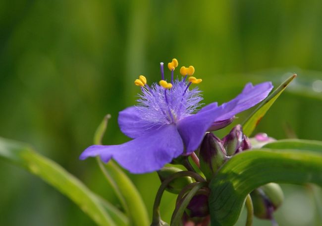 初夏の過ごしやすい気候になってきました。いつものウォーキングの時に見かける花々の種類も一段と増えて、カメラを携行する日が増え、撮影ショット数も増加の一途です。<br />４月は桜、６月はアジサイと花菖蒲が、その月を代表する花ですが、５月の代表的な花は何でしょうか？　初旬は藤、中旬以降はバラでしょうか。フラワーパークに行かなくても身近なところにも、これらの花を見ることができます。そのほか名前を知らない花が、あちこちで咲いています。そんな花々にカメラを向けていると、知らず知らずのうちに、枚数が増えてしまいます。<br />５月中のウォーキングの際に撮影した写真の中からまずまずの出来映えのカットを並べて写真日記にまとめてみました。