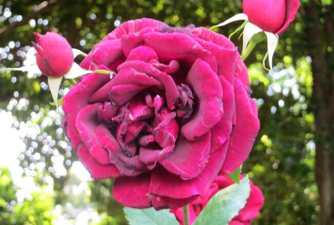 名古屋市北西部にある庄内緑地公園のバラの花の紹介です。(ウィキペディア、庄内公園公式サイト)