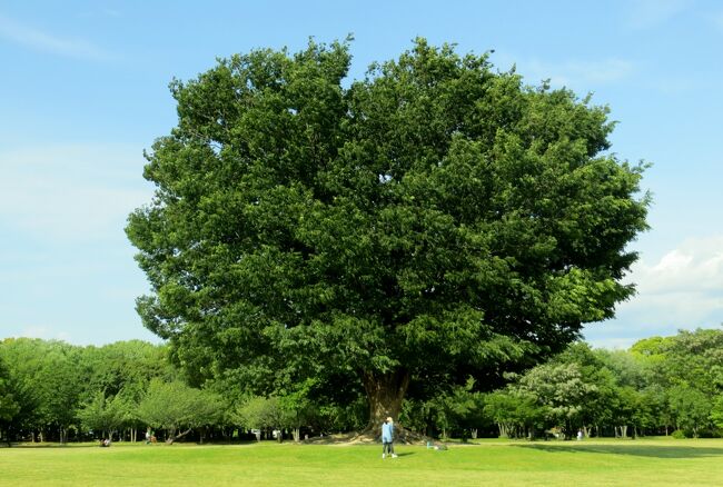 2014春、バラと新緑の庄内緑地公園(１/3)：バラ園のある景色、公園の大木、ケヤキ、クス