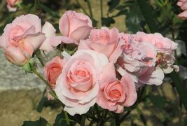 2014春、東山植物園の薔薇(4/8)：オレンジ・バニー、桜貝、ジャルダン・ドゥ・フランス
