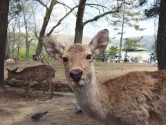 302 鹿せんべい飛ばし大会の若草山