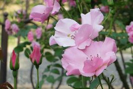 2014春、東山植物園の薔薇(8/8)：クリスチャン・ディオール、ホワイト・ウィングス