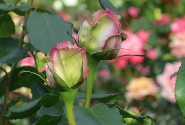 2014春、東山植物園の薔薇(7/8)：プリンセス・ミチコ、カトリーヌ・ドゥヌーブ