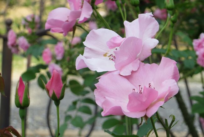 　名古屋のバラの名所の一つ、東山植物園のバラ紹介の締め括りです。