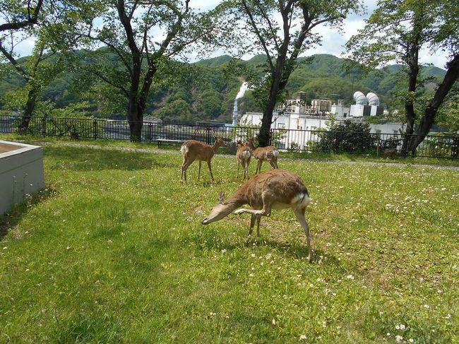「B級でマイナー」というと失礼かもしれませんが、<br /><br />あまり一般的にメジャーではない観光地も全国にはたくさんあります。<br /><br />今回は、岩手県釜石市の「薬師公園」をご紹介します。<br /><br />「SL銀河」乗車のついでに訪れました。<br /><br /><br />★「B級でマイナーな観光地」シリーズ<br /><br />荒川ロックゲート(東京)<br />http://4travel.jp/travelogue/10438358<br />鮮魚列車&日本一短い商店街(大阪)<br />http://4travel.jp/travelogue/10420078<br />鹿嶋まつり&鹿島臨海鉄道鹿島臨港線(茨城)<br />http://4travel.jp/travelogue/10623562<br />鳴海球場跡(愛知)<br />http://4travel.jp/travelogue/10416547<br />西寺跡(京都)<br />http://4travel.jp/travelogue/10467065<br />「戸(へ)」のつく街めぐり(青森&岩手)<br />https://ssl.4travel.jp/tcs/t/editalbum/<br />関西電力黒部専用鉄道“上部軌道”(富山)<br />http://4travel.jp/travelogue/10535489<br />嘉穂劇場(福岡)<br />http://4travel.jp/travelogue/10536327<br />遊楽部川の鮭の遡上(北海道)<br />http://4travel.jp/travelogue/10555940<br />石見神社&白鳥城(兵庫)<br />http://4travel.jp/travelogue/10421611<br />西武秩父線のローカル駅(埼玉)<br />http://4travel.jp/travelogue/10441164<br />深谷駅&さきたま古墳&あついぞ!熊谷(埼玉)<br />http://4travel.jp/travelogue/10439881<br />内之浦&宮之城&藺牟田池(鹿児島)<br />http://4travel.jp/travelogue/10470926<br />京都一条妖怪ストリート(京都)<br />http://4travel.jp/travelogue/10565267<br />町田リス園(東京)<br />http://4travel.jp/travelogue/10416970<br />靭(うつぼ)公園(大阪)<br />http://4travel.jp/travelogue/10420097<br />士幌線廃線跡(北海道)<br />http://4travel.jp/traveler/satorumo/album/10440854/<br />氷のトンネル(北海道)<br />http://4travel.jp/travelogue/10606410<br />日本最北のマクドナルド&地吹雪の抜海駅(北海道)<br />http://4travel.jp/travelogue/10431780<br />“ののちゃん”と“タブチくん”のふるさと・玉野(岡山)<br />http://4travel.jp/travelogue/10563273<br />立山砂防軌道&立山カルデラ(富山)<br />http://4travel.jp/travelogue/10533323<br />日本一の長寿村&塩川&喜屋武岬(沖縄)<br />http://4travel.jp/travelogue/10470372<br />伊勢崎西部公園(群馬)<br />http://4travel.jp/traveler/satorumo/album/10723218<br />長浜大橋(愛媛)<br />http://4travel.jp/travelogue/10450812<br />くりはら田園鉄道乗車会(宮城)<br />http://4travel.jp/travelogue/10620825<br />塩田津&八本木宿&浜金屋&筑後川昇開橋(佐賀)<br />http://4travel.jp/travelogue/10468519<br />モエレ沼公園&宮島沼&777段ズリ山階段(北海道)<br />http://4travel.jp/travelogue/10462083<br />河童の里(福岡)<br />http://4travel.jp/travelogue/10478346<br />有田川町鉄道公園(和歌山)<br />http://4travel.jp/travelogue/10606420<br />小さい鳥居と愛野駅(長崎)<br />http://4travel.jp/travelogue/10520959<br />日本列島公園(愛知)<br />http://4travel.jp/travelogue/10472030<br />エキスポカフェ(大阪)<br />http://4travel.jp/traveler/satorumo/album/10561367/<br />吉野家ひめゆり通り店(沖縄)<br />http://4travel.jp/traveler/satorumo/album/10474837/<br />深泥池(京都)<br />http://4travel.jp/traveler/satorumo/album/10482981/<br />おっぱい観音&ち○こ神社&ま○こ神社(愛知)<br />http://4travel.jp/traveler/satorumo/album/10467364/<br />おっぱい神社&石のかざぐるま(岡山)<br />http://4travel.jp/traveler/satorumo/album/10467364/<br />赤川仮橋(大阪)<br />http://4travel.jp/traveler/satorumo/album/10465150/<br />立体交差する川&日本最古の油田跡(新潟)<br />http://4travel.jp/traveler/satorumo/album/10431152/<br />松尾鉱山跡(岩手)<br />http://4travel.jp/traveler/satorumo/album/10468179/<br />炭鉱の島・池島(長崎)<br />http://4travel.jp/traveler/satorumo/album/10471632/<br />アンモナイト&トロッコ(北海道)<br />http://4travel.jp/traveler/satorumo/album/10486376/ <br />スウェーデンヒルズ(北海道)<br />http://4travel.jp/traveler/satorumo/album/10487107/<br />白石川白鳥飛来地(宮城)<br />http://4travel.jp/traveler/satorumo/album/10518997/<br />沖縄県人の街(大阪市大正区)<br />http://4travel.jp/traveler/satorumo/album/10524096/ <br />桃太郎神社(愛知)<br />http://4travel.jp/traveler/satorumo/album/10532980/ <br />県下唯一の村・大衡村(宮城)<br />http://4travel.jp/traveler/satorumo/album/10562157/<br />東急東横線の廃線跡めぐり(神奈川)<br />http://4travel.jp/traveler/satorumo/album/10636836/<br />http://4travel.jp/traveler/satorumo/album/10645445<br />珈琲園ぶらじる(東京)<br />http://4travel.jp/traveler/satorumo/album/10683513/<br />鉄道ファンの聖地“ナイアガラ”(東京)<br />http://4travel.jp/traveler/satorumo/album/10697557/<br />http://4travel.jp/travelogue/10971520<br />大和駐屯地56周年記念行事(宮城)<br />http://4travel.jp/traveler/satorumo/album/10717128/<br />大和町の祭り「島田飴まつり」(宮城)<br />http://4travel.jp/traveler/satorumo/album/10754350/<br />http://4travel.jp/traveler/satorumo/album/10637868/ <br />“まほろば”の街・大和町(宮城)<br />http://4travel.jp/traveler/satorumo/album/10576613/<br />大和町の祭り「輪くぐり」(宮城)<br />http://4travel.jp/traveler/satorumo/album/10589009/<br />大和町の祭り「やぶさめ」(宮城)<br />http://4travel.jp/traveler/satorumo/album/10613094<br />スリランカセンター(宮城)<br />http://4travel.jp/traveler/satorumo/album/10787912/<br />奥羽本線スイッチバック跡「大沢駅&峠駅&板谷駅」(山形)<br />http://4travel.jp/traveler/satorumo/album/10794623/<br />奥羽本線スイッチバック跡「赤岩駅」(福島)<br />http://4travel.jp/traveler/satorumo/album/10797881<br />あくねツーリングSTAYtion(鹿児島)<br />http://4travel.jp/traveler/satorumo/album/10827924/<br />ブルートレインたらぎ(熊本)<br />http://4travel.jp/traveler/satorumo/album/10835575<br />多磨霊園(東京)<br />http://4travel.jp/travelogue/10857817<br />薬師公園(岩手)<br />http://4travel.jp/travelogue/10892441<br />JICA地球ひろばでネパール料理(東京)<br />http://4travel.jp/travelogue/10899446<br />鶴亀屋食堂(青森)<br />http://4travel.jp/travelogue/10922752<br />高輪橋架動橋(東京)<br />http://4travel.jp/travelogue/10944478<br />山道国道(福島)<br />http://4travel.jp/travelogue/10437982<br />日本一短い川「ぶつぶつ川」(和歌山)<br />http://4travel.jp/traveler/satorumo/album/10415707/<br />日本一寒い街「美深」(北海道)<br />http://4travel.jp/travelogue/10432285<br />宇宙村(東京)<br />http://4travel.jp/travelogue/11020775<br />讃岐うどん 條辺(埼玉)<br />http://4travel.jp/travelogue/10860967<br />京都激辛商店街(京都)<br />http://4travel.jp/travelogue/11047202<br />神田一安い居酒ヤ「とうきょう」(東京)<br />http://4travel.jp/travelogue/11053874<br />東急東横線の廃線跡めぐり(東京)<br />http://4travel.jp/travelogue/10899445<br />小田急小田原線の廃線跡めぐり(東京)<br />http://4travel.jp/travelogue/10912625<br />東京大仏&植村冒険館&水車公園&竹の子公園(東京)<br />http://4travel.jp/travelogue/11069939<br />北見ハッカ記念館&JR金華駅(北海道)<br />http://4travel.jp/travelogue/11072666<br />ほたるの里童謡公園(長野)<br />http://4travel.jp/travelogue/11080024<br />日本一低い山“日和山”(宮城) <br />http://4travel.jp/travelogue/11084412<br />エコポリスセンター&熱帯環境植物館&リサイクルプラザ(東京)<br />http://4travel.jp/travelogue/11085240<br />日本で海岸線から一番遠い地点(長野)<br />http://4travel.jp/travelogue/11096788<br />すぎなみ知る区ロード(東京)<br />http://4travel.jp/travelogue/11105158<br />東峰神社(千葉)<br />http://4travel.jp/travelogue/11112662<br />すなば珈琲(鳥取)<br />http://4travel.jp/travelogue/11124525<br />