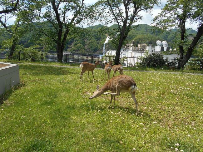 「Ｂ級でマイナー」というと失礼かもしれませんが、<br /><br />あまり一般的にメジャーではない観光地も全国にはたくさんあります。<br /><br />今回は、岩手県釜石市の「薬師公園」をご紹介します。<br /><br />「ＳＬ銀河」乗車のついでに訪れました。<br /><br /><br />★「Ｂ級でマイナーな観光地」シリーズ<br /><br />荒川ロックゲート（東京）<br />http://4travel.jp/travelogue/10438358<br />鮮魚列車＆日本一短い商店街(大阪)<br />http://4travel.jp/travelogue/10420078<br />鹿嶋まつり＆鹿島臨海鉄道鹿島臨港線（茨城）<br />http://4travel.jp/travelogue/10623562<br />鳴海球場跡（愛知）<br />http://4travel.jp/travelogue/10416547<br />西寺跡（京都）<br />http://4travel.jp/travelogue/10467065<br />「戸（へ）」のつく街めぐり(青森＆岩手)<br />https://ssl.4travel.jp/tcs/t/editalbum/<br />関西電力黒部専用鉄道“上部軌道”（富山）<br />http://4travel.jp/travelogue/10535489<br />嘉穂劇場(福岡)<br />http://4travel.jp/travelogue/10536327<br />遊楽部川の鮭の遡上（北海道）<br />http://4travel.jp/travelogue/10555940<br />石見神社＆白鳥城（兵庫）<br />http://4travel.jp/travelogue/10421611<br />西武秩父線のローカル駅（埼玉）<br />http://4travel.jp/travelogue/10441164<br />深谷駅＆さきたま古墳＆あついぞ！熊谷（埼玉）<br />http://4travel.jp/travelogue/10439881<br />内之浦＆宮之城＆藺牟田池(鹿児島)<br />http://4travel.jp/travelogue/10470926<br />京都一条妖怪ストリート(京都)<br />http://4travel.jp/travelogue/10565267<br />町田リス園(東京)<br />http://4travel.jp/travelogue/10416970<br />靭(うつぼ）公園(大阪)<br />http://4travel.jp/travelogue/10420097<br />士幌線廃線跡(北海道)<br />http://4travel.jp/traveler/satorumo/album/10440854/<br />氷のトンネル（北海道)<br />http://4travel.jp/travelogue/10606410<br />日本最北のマクドナルド＆地吹雪の抜海駅(北海道)<br />http://4travel.jp/travelogue/10431780<br />“ののちゃん”と“タブチくん”のふるさと・玉野(岡山)<br />http://4travel.jp/travelogue/10563273<br />立山砂防軌道＆立山カルデラ(富山)<br />http://4travel.jp/travelogue/10533323<br />日本一の長寿村＆塩川＆喜屋武岬（沖縄)<br />http://4travel.jp/travelogue/10470372<br />伊勢崎西部公園(群馬)<br />http://4travel.jp/traveler/satorumo/album/10723218<br />長浜大橋(愛媛)<br />http://4travel.jp/travelogue/10450812<br />くりはら田園鉄道乗車会(宮城)<br />http://4travel.jp/travelogue/10620825<br />塩田津＆八本木宿＆浜金屋＆筑後川昇開橋（佐賀)<br />http://4travel.jp/travelogue/10468519<br />モエレ沼公園＆宮島沼＆777段ズリ山階段（北海道)<br />http://4travel.jp/travelogue/10462083<br />河童の里(福岡)<br />http://4travel.jp/travelogue/10478346<br />有田川町鉄道公園(和歌山)<br />http://4travel.jp/travelogue/10606420<br />小さい鳥居と愛野駅（長崎）<br />http://4travel.jp/travelogue/10520959<br />日本列島公園（愛知）<br />http://4travel.jp/travelogue/10472030<br />エキスポカフェ（大阪）<br />http://4travel.jp/traveler/satorumo/album/10561367/<br />吉野家ひめゆり通り店(沖縄)<br />http://4travel.jp/traveler/satorumo/album/10474837/<br />深泥池(京都)<br />http://4travel.jp/traveler/satorumo/album/10482981/<br />おっぱい観音＆ち○こ神社＆ま○こ神社(愛知)<br />http://4travel.jp/traveler/satorumo/album/10467364/<br />おっぱい神社＆石のかざぐるま（岡山)<br />http://4travel.jp/traveler/satorumo/album/10467364/<br />赤川仮橋(大阪)<br />http://4travel.jp/traveler/satorumo/album/10465150/<br />立体交差する川＆日本最古の油田跡(新潟)<br />http://4travel.jp/traveler/satorumo/album/10431152/<br />松尾鉱山跡（岩手)<br />http://4travel.jp/traveler/satorumo/album/10468179/<br />炭鉱の島・池島（長崎)<br />http://4travel.jp/traveler/satorumo/album/10471632/<br />アンモナイト＆トロッコ（北海道)<br />http://4travel.jp/traveler/satorumo/album/10486376/ <br />スウェーデンヒルズ(北海道)<br />http://4travel.jp/traveler/satorumo/album/10487107/<br />白石川白鳥飛来地（宮城）<br />http://4travel.jp/traveler/satorumo/album/10518997/<br />沖縄県人の街(大阪市大正区)<br />http://4travel.jp/traveler/satorumo/album/10524096/ <br />桃太郎神社(愛知)<br />http://4travel.jp/traveler/satorumo/album/10532980/ <br />県下唯一の村・大衡村(宮城)<br />http://4travel.jp/traveler/satorumo/album/10562157/<br />東急東横線の廃線跡めぐり(神奈川)<br />http://4travel.jp/traveler/satorumo/album/10636836/<br />http://4travel.jp/traveler/satorumo/album/10645445<br />珈琲園ぶらじる(東京)<br />http://4travel.jp/traveler/satorumo/album/10683513/<br />鉄道ファンの聖地“ナイアガラ”(東京)<br />http://4travel.jp/traveler/satorumo/album/10697557/<br />http://4travel.jp/travelogue/10971520<br />大和駐屯地56周年記念行事（宮城)<br />http://4travel.jp/traveler/satorumo/album/10717128/<br />大和町の祭り「島田飴まつり」（宮城）<br />http://4travel.jp/traveler/satorumo/album/10754350/<br />http://4travel.jp/traveler/satorumo/album/10637868/ <br />“まほろば”の街・大和町(宮城)<br />http://4travel.jp/traveler/satorumo/album/10576613/<br />大和町の祭り「輪くぐり」(宮城)<br />http://4travel.jp/traveler/satorumo/album/10589009/<br />大和町の祭り「やぶさめ」（宮城）<br />http://4travel.jp/traveler/satorumo/album/10613094<br />スリランカセンター（宮城）<br />http://4travel.jp/traveler/satorumo/album/10787912/<br />奥羽本線スイッチバック跡「大沢駅＆峠駅＆板谷駅」（山形）<br />http://4travel.jp/traveler/satorumo/album/10794623/<br />奥羽本線スイッチバック跡「赤岩駅」（福島）<br />http://4travel.jp/traveler/satorumo/album/10797881<br />あくねツーリングSTAYtion（鹿児島)<br />http://4travel.jp/traveler/satorumo/album/10827924/<br />ブルートレインたらぎ（熊本）<br />http://4travel.jp/traveler/satorumo/album/10835575<br />多磨霊園(東京)<br />http://4travel.jp/travelogue/10857817<br />薬師公園（岩手）<br />http://4travel.jp/travelogue/10892441<br />JICA地球ひろばでネパール料理(東京)<br />http://4travel.jp/travelogue/10899446<br />鶴亀屋食堂(青森)<br />http://4travel.jp/travelogue/10922752<br />高輪橋架動橋（東京）<br />http://4travel.jp/travelogue/10944478<br />山道国道(福島)<br />http://4travel.jp/travelogue/10437982<br />日本一短い川「ぶつぶつ川」（和歌山）<br />http://4travel.jp/traveler/satorumo/album/10415707/<br />日本一寒い街「美深」(北海道)<br />http://4travel.jp/travelogue/10432285<br />宇宙村(東京)<br />http://4travel.jp/travelogue/11020775<br />讃岐うどん　條辺(埼玉)<br />http://4travel.jp/travelogue/10860967<br />京都激辛商店街(京都)<br />http://4travel.jp/travelogue/11047202<br />神田一安い居酒ヤ「とうきょう」(東京)<br />http://4travel.jp/travelogue/11053874<br />東急東横線の廃線跡めぐり(東京)<br />http://4travel.jp/travelogue/10899445<br />小田急小田原線の廃線跡めぐり(東京)<br />http://4travel.jp/travelogue/10912625<br />東京大仏＆植村冒険館＆水車公園＆竹の子公園(東京)<br />http://4travel.jp/travelogue/11069939<br />北見ハッカ記念館＆ＪＲ金華駅（北海道)<br />http://4travel.jp/travelogue/11072666<br />ほたるの里童謡公園(長野)<br />http://4travel.jp/travelogue/11080024<br />日本一低い山“日和山”(宮城)　　<br />http://4travel.jp/travelogue/11084412<br />エコポリスセンター＆熱帯環境植物館＆リサイクルプラザ(東京)<br />http://4travel.jp/travelogue/11085240<br />日本で海岸線から一番遠い地点(長野)<br />http://4travel.jp/travelogue/11096788<br />すぎなみ知る区ロード（東京)<br />http://4travel.jp/travelogue/11105158<br />東峰神社(千葉）<br />http://4travel.jp/travelogue/11112662<br />すなば珈琲(鳥取)<br />http://4travel.jp/travelogue/11124525<br />