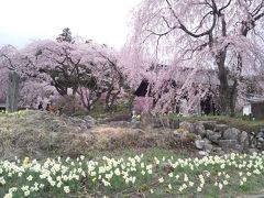 伊那・駒ヶ根・飯島町・松本・信州新町花見旅