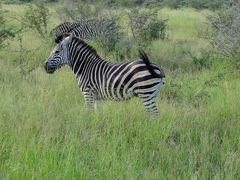 クルーガー国立公園の真実（←大袈裟）