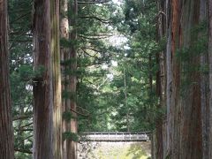 戸隠神社奥の院への道。すばらしい杉並木。日本の財産です。