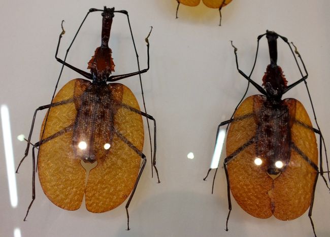 伊丹市昆虫館では平成２６年４月１日から７月７日まで「アートな昆虫、昆虫でアート、虫の芸術爆発どっかーん！」と銘打って企画展「むしのデザイン～昆虫はアートだ～」が開催中で芸術的な姿の昆虫の大集合。<br />またチョウ温室では広さ６００㎡、高さ１５ｍの温室に常時約１４種類１０００匹のチョウが間近に乱舞。<br />子供たちだけでなく大人も十分楽しめる。今日は平日なので大人の訪問はあまりなかったが４校の小学生が訪れ温室は大賑わい。子供たちと一緒にチョウと戯れた。