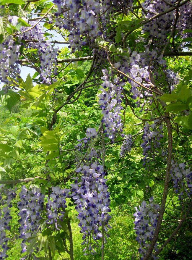 山の藤の花を見に出かけました。（猪苗代湖周辺の散策、）