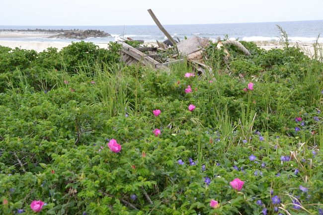 茨城の海辺の花を巡る旅の前半ではひたちなか海浜公園のネモフィラのつもりがひたちなか海浜鉄道の撮り鉄になって、その後は大洗海岸の散策でした。次に向かったのが、毎年恒例になりましたが自生のハマナスを探し求めました。<br />鹿嶋臨海鉄道の鹿島灘駅から徒歩圏内に自生ハマナスの南限地帯があるのですが、そのに行く前にインターネットの検索で見つけたハマナスがあるお寺慈眼寺に行ってみることにしました。鹿嶋臨海鉄道の鹿嶋大野駅から歩くことにしました。<br />鹿嶋大野駅→国道51号線→慈眼寺→浜津賀・武井釜・大小志崎（海岸歩き）→ハマナス自生南限地帯→鹿島灘駅→（鹿嶋臨海鉄道）→水戸<br />といったコースを徒歩で回りました。3時間少々のハイキングです。<br />鹿嶋臨海鉄道の鹿島大野駅も鹿島灘駅も駅前は何にもないですが、国道まで出ると大きなコンビニがあったりします。<br />鹿嶋臨海鉄道は東日本大震災で被災しましたが、既に復興していますが、震災前に比べると列車本数は減っています。とりわけ大洗-鹿嶋神宮間は少なくなりました。全線で踏切は一か所もないのですが、のんびり走ります。そんなギャップがユニークなローカル線です。